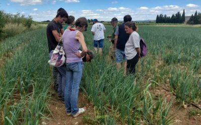 L’oignon de Lézignan : un trésor du terroir occitan
