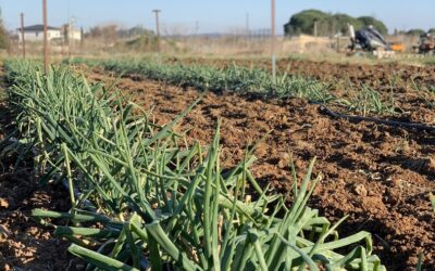 De la terre à la table : l’art des producteurs
