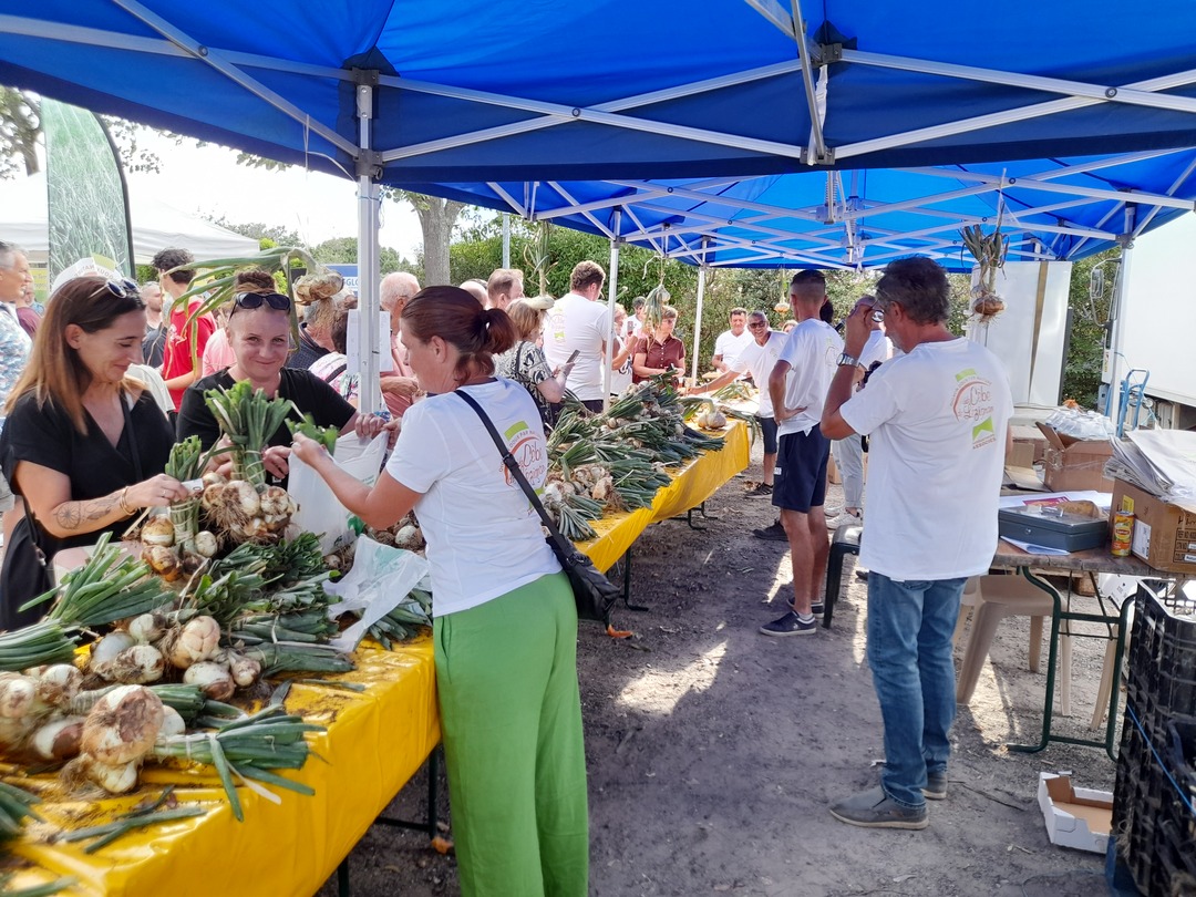 stand des producteurs oignons (2)