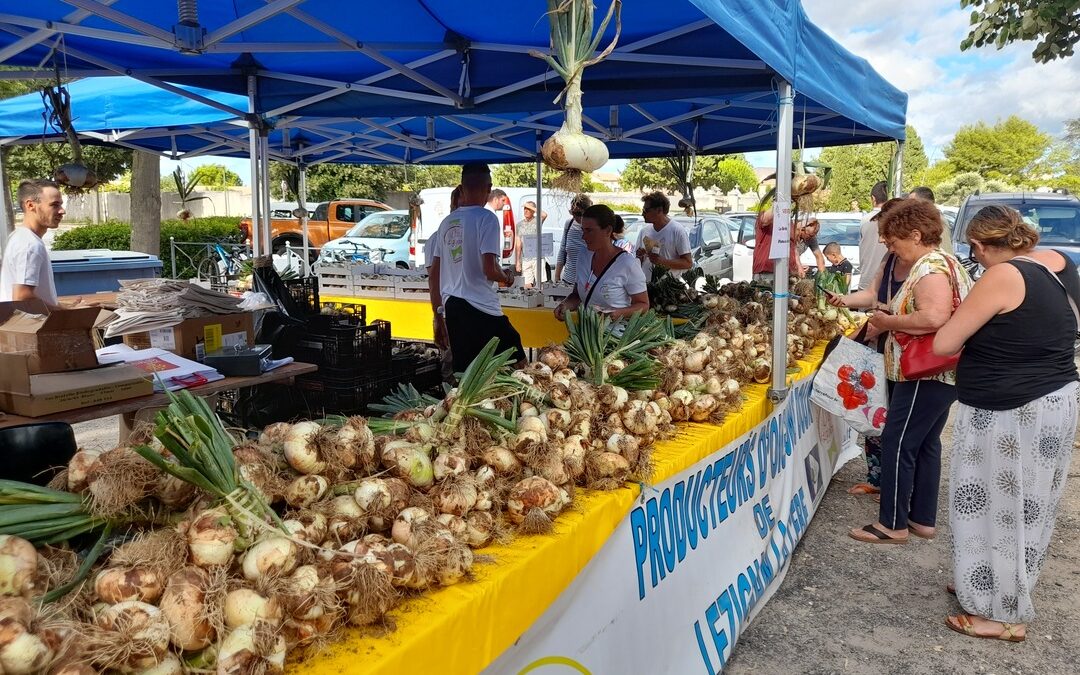 Choisir un producteur d’oignon doux local, c’est préserver un savoir-faire rare